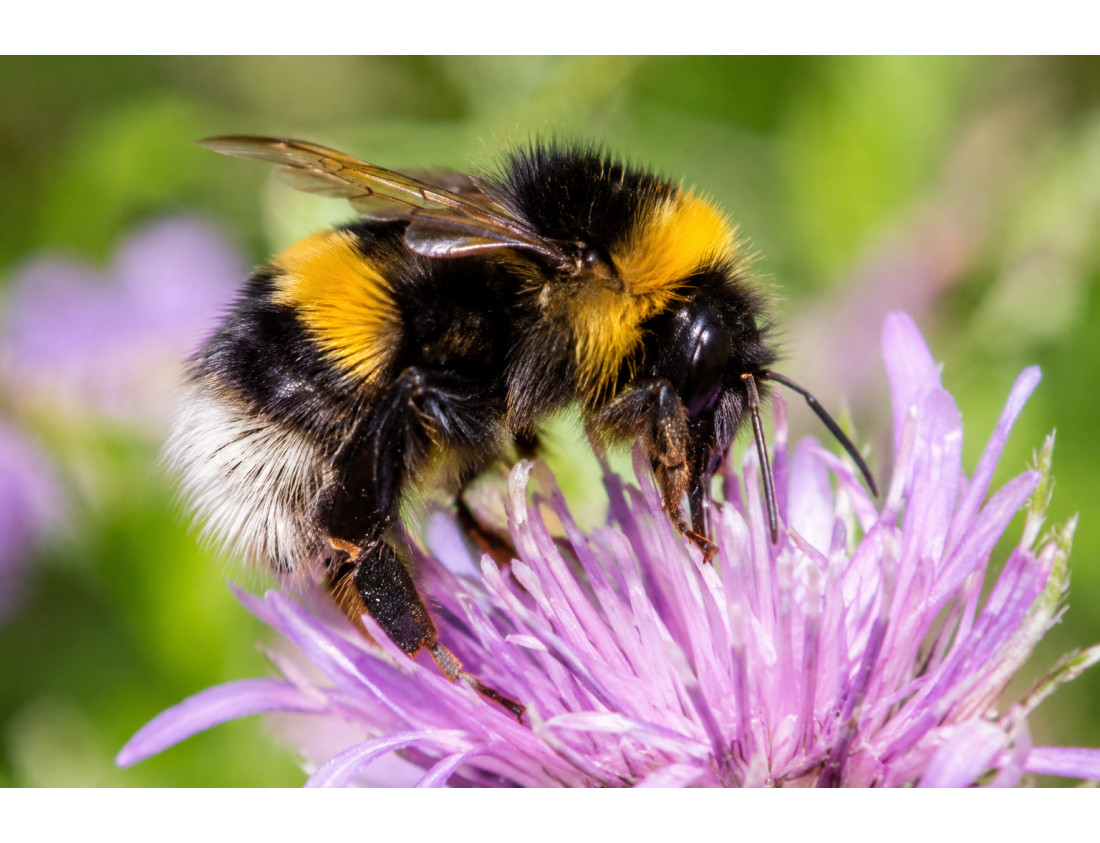 Tout savoir sur le bourdon terrestre